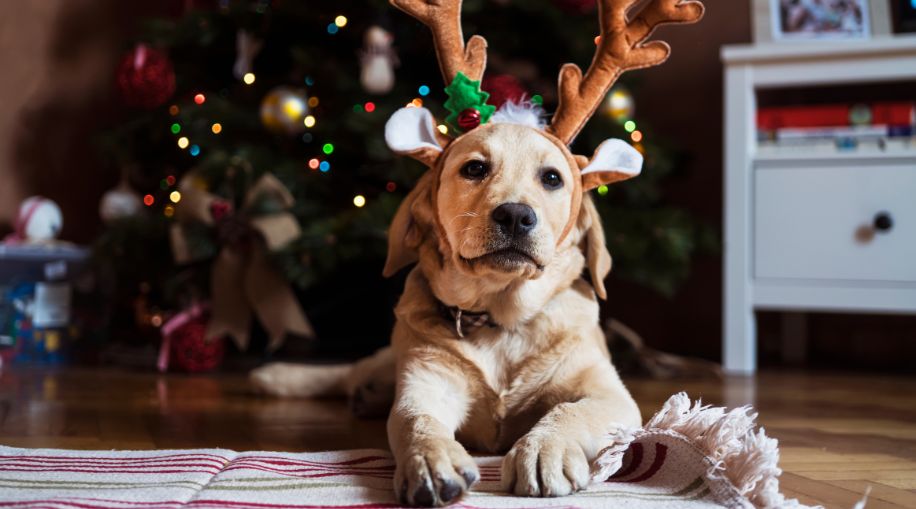 A dog wearing reindeer antlers laying down in front of a Christmas tree.